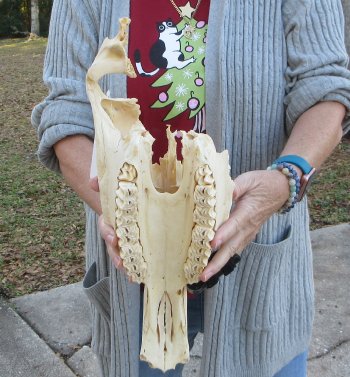 Craft grade Zebra Top Skull (no bottom jaw) 16 inches