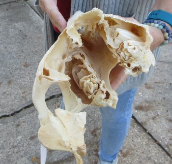 Craft grade Zebra Top Skull (no bottom jaw) 16 inches