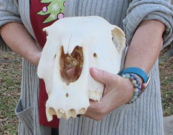 B-Grade Zebra Top Skull (no bottom jaw) 20 inches 