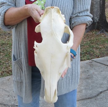 B-Grade Zebra Top Skull (no bottom jaw) 20 inches 