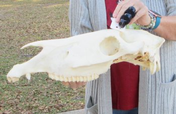 B-Grade Zebra Top Skull (no bottom jaw) 20 inches 