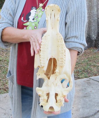 B-Grade Zebra Top Skull (no bottom jaw) 20 inches 