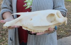 Craft grade Zebra Top Skull (no bottom jaw) 17 inches 