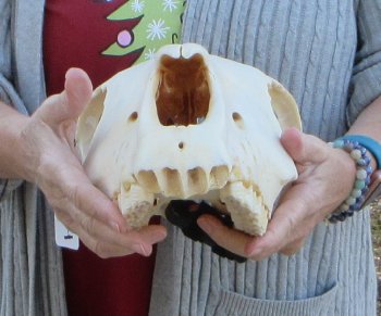 Craft grade Zebra Top Skull (no bottom jaw) 17 inches 