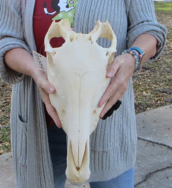 Craft grade Zebra Top Skull (no bottom jaw) 17 inches 