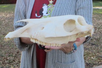 Craft grade Zebra Top Skull (no bottom jaw) 17 inches 