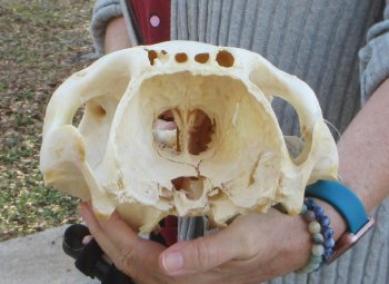 Craft grade Zebra Top Skull (no bottom jaw) 17 inches 