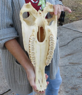 Craft grade Zebra Top Skull (no bottom jaw) 17 inches 