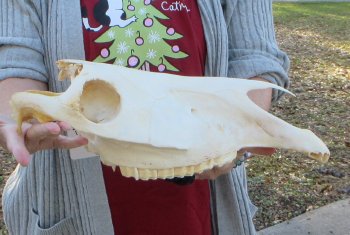 Craft grade Zebra Top Skull (no bottom jaw) 17 inches 