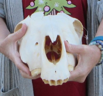 Craft grade Zebra Top Skull (no bottom jaw) 17 inches 