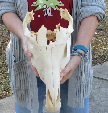 Craft grade Zebra Top Skull (no bottom jaw) 17 inches 