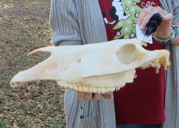 Craft grade Zebra Top Skull (no bottom jaw) 17 inches 