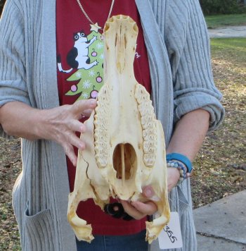 Craft grade Zebra Top Skull (no bottom jaw) 17 inches 