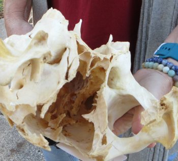 Craft grade Zebra Top Skull (no bottom jaw) 17 inches 