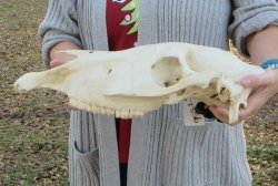 B-Grade Zebra Top Skull (no bottom jaw) 18-1/2 inches