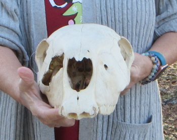 B-Grade Zebra Top Skull (no bottom jaw) 18-1/2 inches