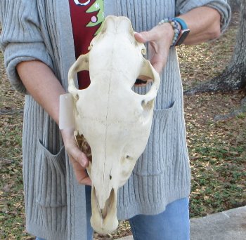 B-Grade Zebra Top Skull (no bottom jaw) 18-1/2 inches