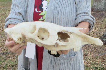 B-Grade Zebra Top Skull (no bottom jaw) 18-1/2 inches