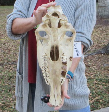 B-Grade Zebra Top Skull (no bottom jaw) 18-1/2 inches