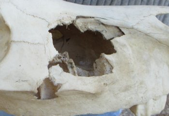 B-Grade Zebra Top Skull (no bottom jaw) 18-1/2 inches