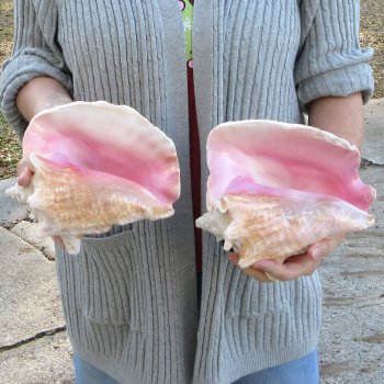 Two Piece Pink Conch Shells 8 inches long