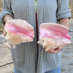Two Piece Pink Conch Shells 8 inches long