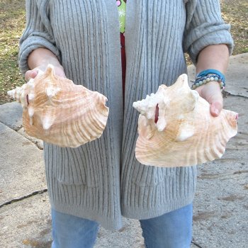 Two Piece Pink Conch Shells 8 inches long