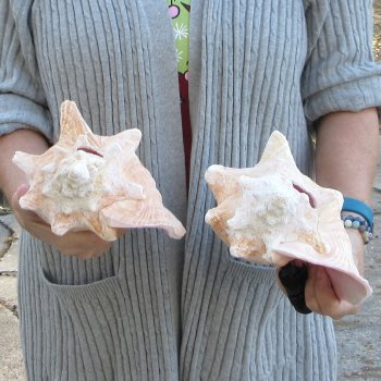 Two Piece Pink Conch Shells 8 inches long