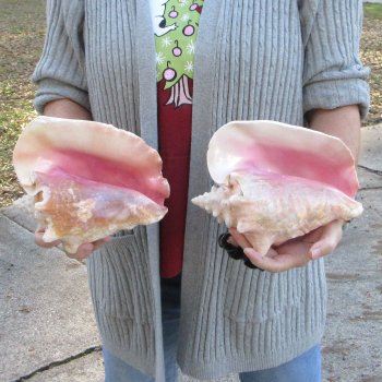 Two Piece Pink Conch Shells 8 inches long