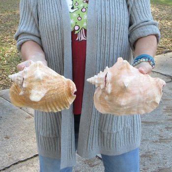 Two Piece Pink Conch Shells 8 inches long