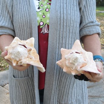 Two Piece Pink Conch Shells 8 inches long