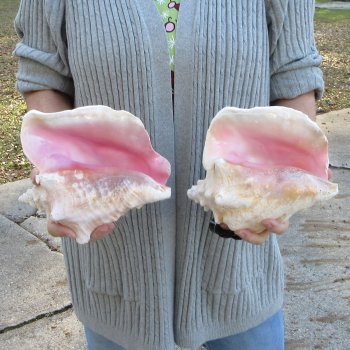 Two Piece Pink Conch Shells 8 & 9 inches long