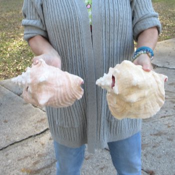 Two Piece Pink Conch Shells 8 & 9 inches long