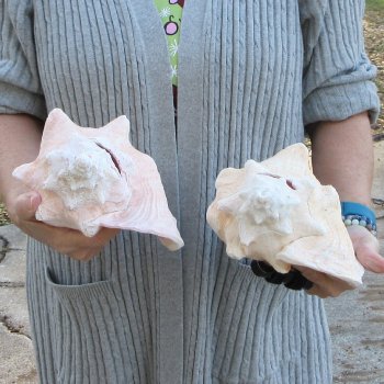 Two Piece Pink Conch Shells 8 & 9 inches long
