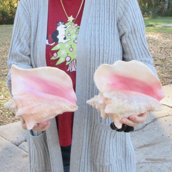 Two Piece Pink Conch Shells 8 inches long