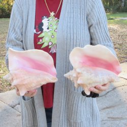 Two Piece Pink Conch Shells 8 inches long
