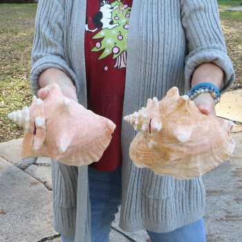 Two Piece Pink Conch Shells 8 inches long