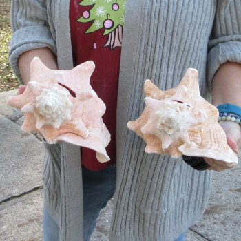 Two Piece Pink Conch Shells 8 inches long