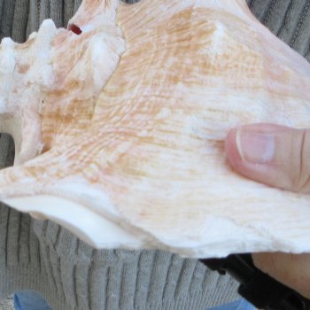 Two Piece Pink Conch Shells 8 inches long