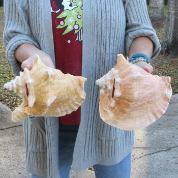 Two Piece Pink Conch Shells 8 & 9 inches long