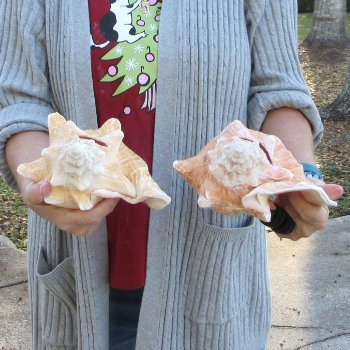 Two Piece Pink Conch Shells 8 & 9 inches long