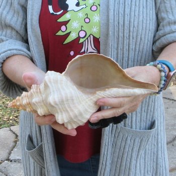 11 inch Horse Conch 