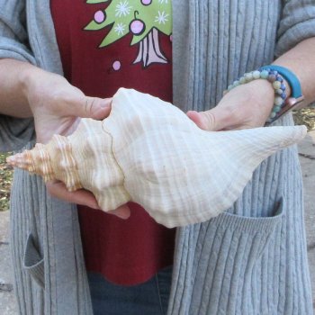 11 inch Horse Conch 