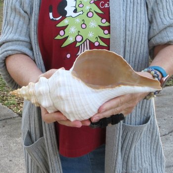 11-1/2 inch Horse Conch 