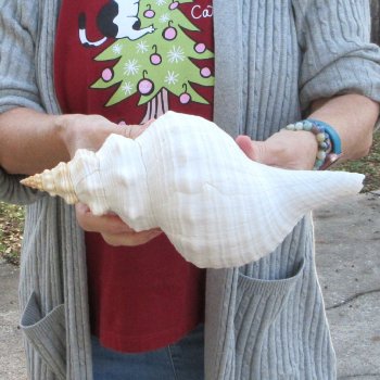 11-1/2 inch Horse Conch 