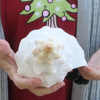 11-1/2 inch Horse Conch 