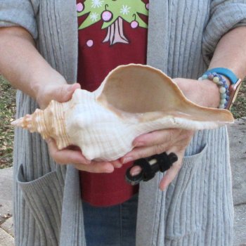 11-1/2 inch Horse Conch 