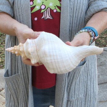 11-1/2 inch Horse Conch 