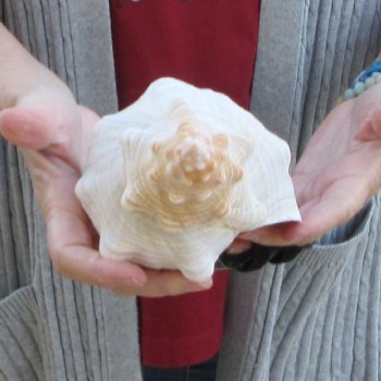 11-1/2 inch Horse Conch 