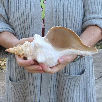 11-1/4 inch Horse Conch 